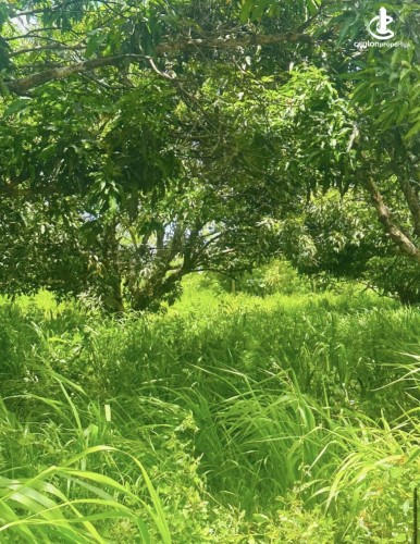Land for Sale in Anuradhapura - Land for sale in Anuradhapura - photo 7