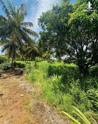 Land for Sale in Anuradhapura - Land for sale in Anuradhapura - photo 8