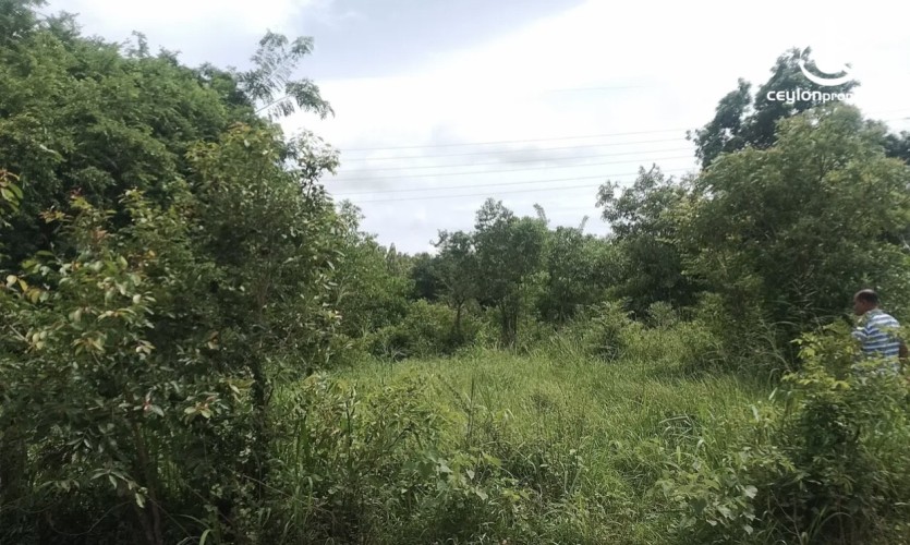 Land for Sale in Anuradhapura - Land for sale in Anuradhapura - photo 2