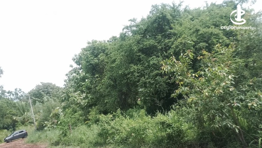 Land for Sale in Anuradhapura - Land for sale in Anuradhapura - photo 4