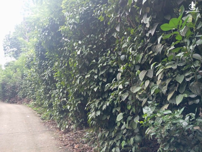 Land for Sale in Matale - Land for Sale in Matale - photo 3