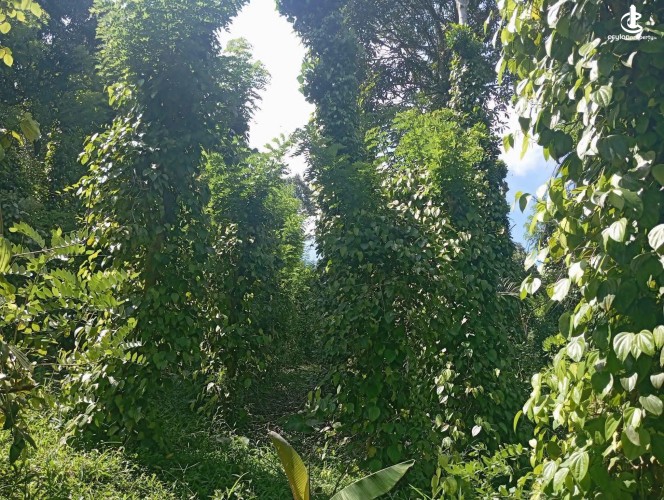 Land for Sale in Matale - Land for Sale in Matale - photo 4
