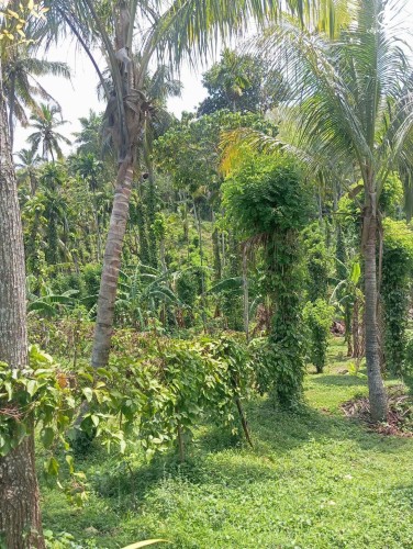Land for Sale in Matale - Land for Sale in Matale - photo 2