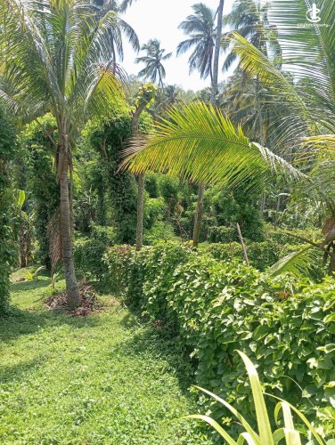 Land for Sale in Matale - Land for Sale in Matale - photo 3