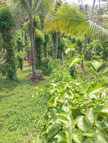 Land for Sale in Matale - Land for Sale in Matale - photo 4
