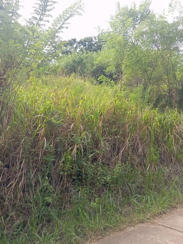 Land for Sale in Matale - Land for Sale in Matale - photo 2