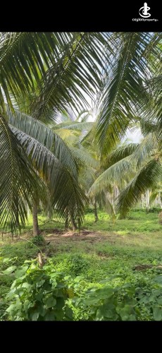 Land for Sale in Chilaw - Land for Sale in Chilaw - photo 1