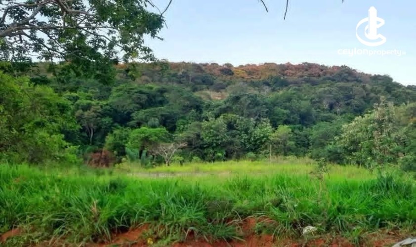 Land for Sale in Matale - Land for Sale in Matale - photo 5