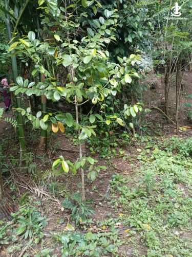 Land for Sale in Katugastota - Land for Sale in Katugasthota - photo 1