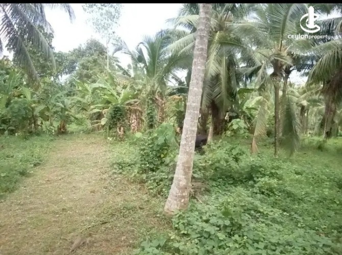 Land for Sale in Gampaha - Land for Sale in Gampha - photo 5