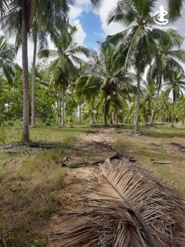 Land for Sale in Chilaw - Land for Sale in Chilaw - photo 1