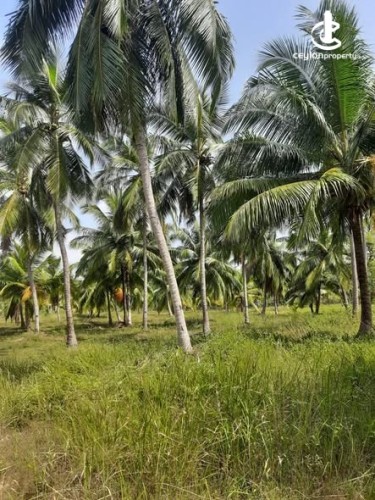 Land for Sale in Chilaw - Land for Sale in Chilaw - photo 5