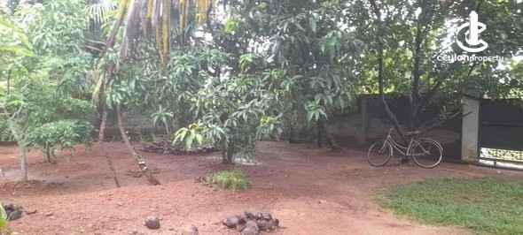 Land for Sale in Negombo - Land for Sale in Negombo - photo 4