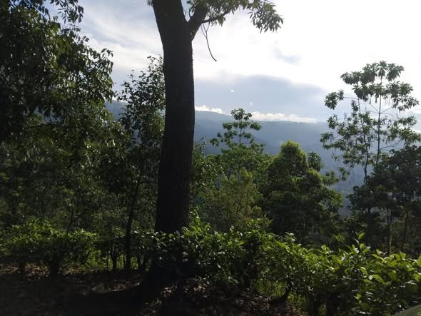 Land for Sale in Nuwara Eliya - Land for Sale in Nuwara Eliya - photo 2