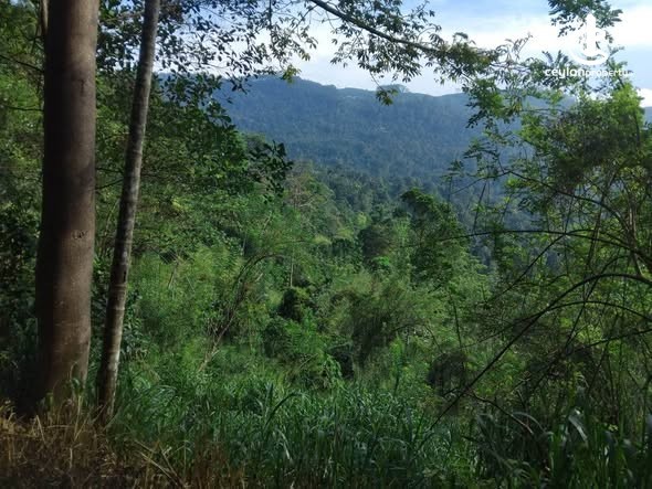 Land for Sale in Nuwara Eliya - Land for Sale in Nuwara Eliya - photo 3