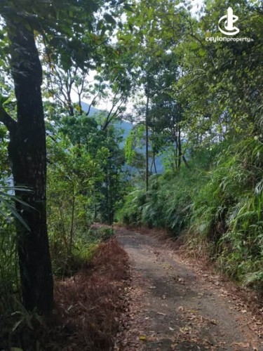 Land for Sale in Nuwara Eliya - Land for Sale in Nuwara Eliya - photo 4