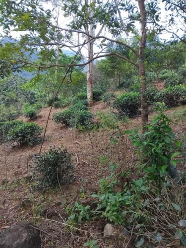 Land for Sale in Nuwara Eliya - Land for Sale in Nuwara Eliya - photo 5