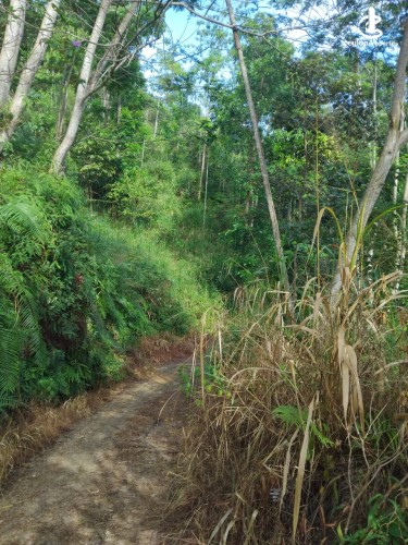 Land for Sale in Ginigathena - Land for Sale in Ginigathena - photo 3
