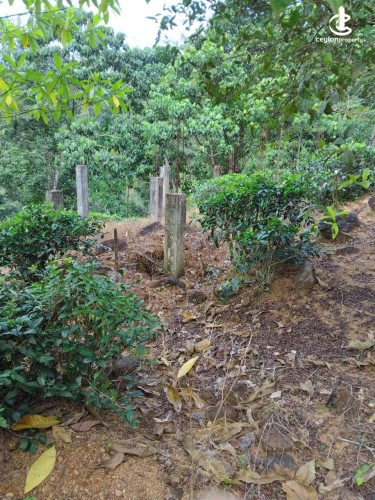 Land for Sale in Ginigathena - Land for Sale in Ginigathena - photo 7