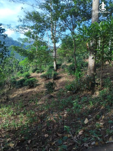 Land for Sale in Ginigathena - Land for Sale in Ginigathena - photo 8