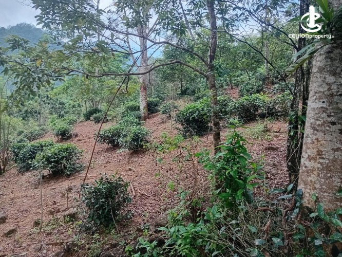 Land for Sale in Ginigathena - Land for Sale in Ginigathena - photo 9