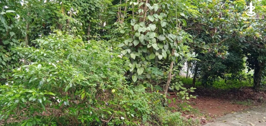 Land for Sale in Kadawatha - 18P Land for Sale 3km from Kadawatha - photo 3