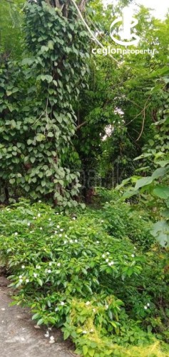 Land for Sale in Kadawatha - 18P Land for Sale 3km from Kadawatha - photo 6