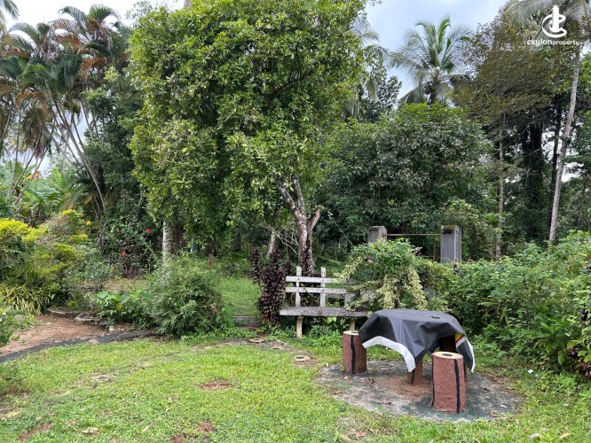 Land for Sale in Gampaha - Gampaha - Hiripitiya Large Coconut Land with a Large House for Sale - photo 3