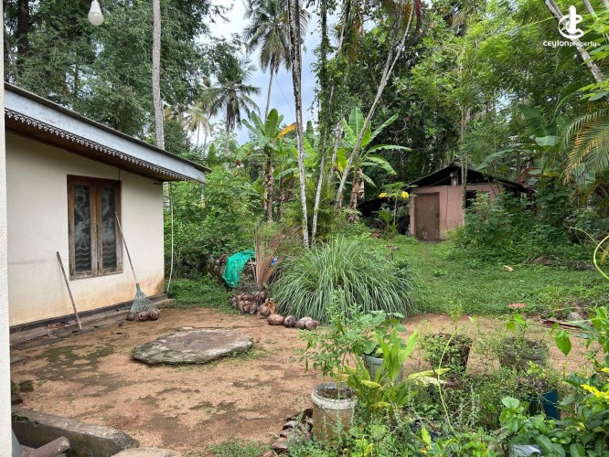 Land for Sale in Gampaha - Gampaha - Hiripitiya Large Coconut Land with a Large House for Sale - photo 5