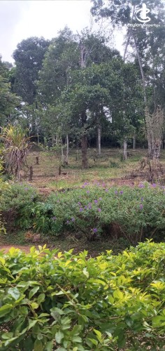 Land for Sale in Bandarawela - Udaha Walawwa – 3.30 Acre Estate with Scenic Mountain Views, Bandarawela for Sale - photo 2