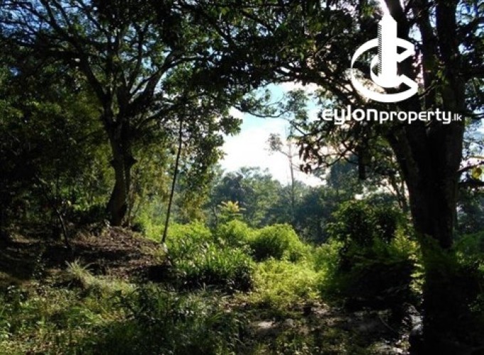 Land for Sale in Bandarawela - Udaha Walawwa – 3.30 Acre Estate with Scenic Mountain Views, Bandarawela for Sale - photo 10