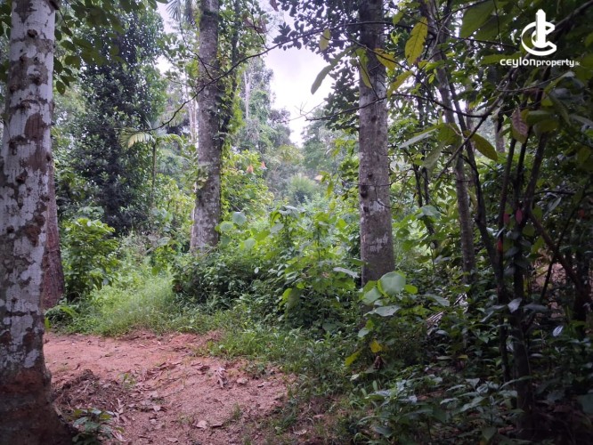 Land for Sale in Kandy - Residential Land for Sale – Kandy - photo 5