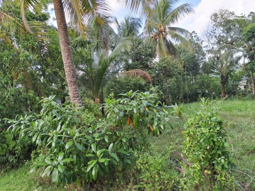 Land for Sale in Kosgama - Quick sale 33perch kosgama