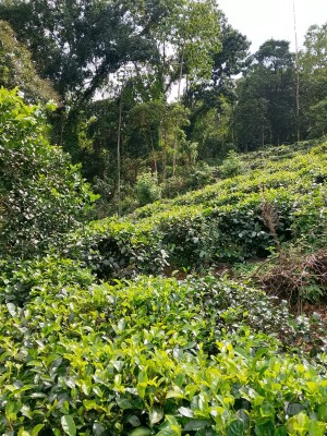 Land for Sale in Padukka - High Profitable Tea Estate for Sale in Padukka