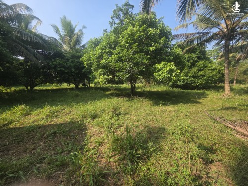 Land for Sale in Padukka - Land for Sale in Padukka