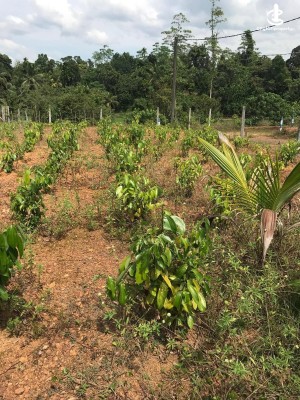 Land for Sale in Dodangoda - Land for Sale in Dodangoda