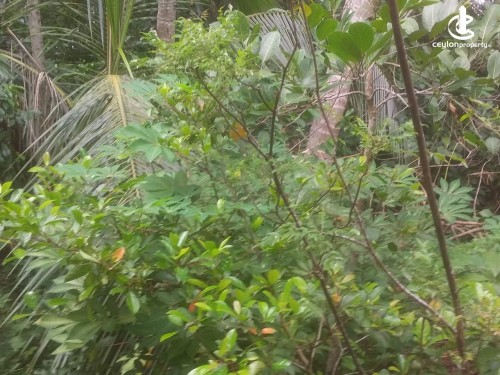 House for Sale in Matale - House for Sale In Mathale