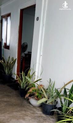 House for Rent in Colombo 5 (Narahenpita,Havelock Town,Kirulapona North) - House for rent Narahenpita