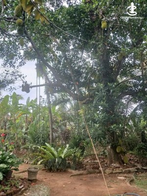 Land for Sale in Ragama - Land for Sale in Ragama