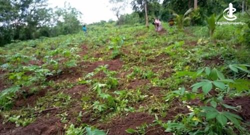 Land for Sale in Galnewa - Land for Sale – Bulnewa