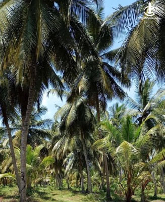 Land for Sale in Chilaw - Coconut Plantation for Sale in Bangadeniya,Chilaw