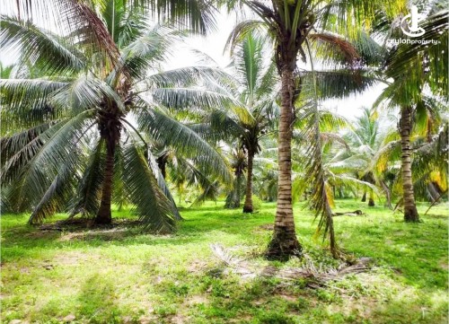 Land for Sale in Chilaw - High-Yield Coconut Estate for Sale – Pallama, Chilaw