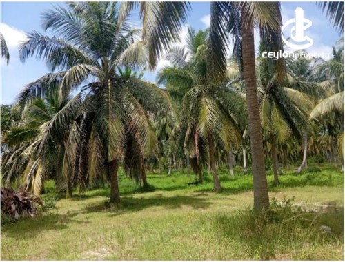 Land for Sale in Chilaw - High-Yielding Coconut Land for Sale – Kokkawila, Chilaw
