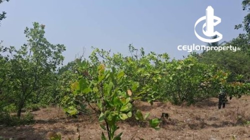 Land for Sale in Nikaweratiya - Cultivated Land for Sale in Nikaweratiya – Ambanpola