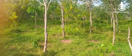 Land for Sale in Matugama - Rubber Estate for Sale – Matugama