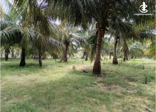 Land for Sale in Madurankuliya - Coconut Land with Small House for Sale – Madurankuliya
