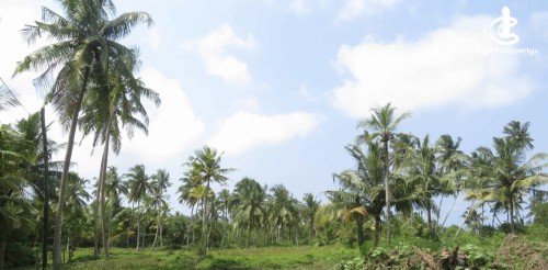 Land for Sale in Chilaw - Premium Coconut Estate for Sale – Chilaw
