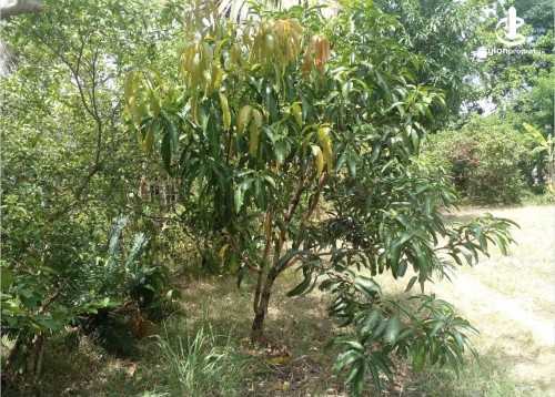 Land for Sale in Kekirawa - Fully Completed House with Land in Kekirawa, Anuradhapura