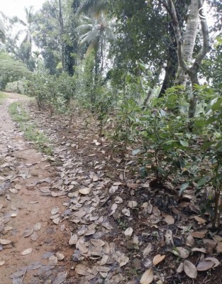 Land for Sale in Deniyaya - Land for sale in deniyaya