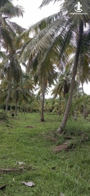 Land for Sale in Chilaw - Coconut land for sale in chilaw